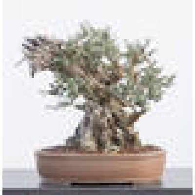 bambus 200 cm hoch Knstlicher Bambus - Lucia | 200 cm