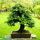 European beech