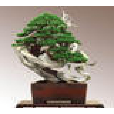 Outdoor bonsai for the garden | The largest bonsai centre in the Czech  Republic since 1979 - e-bonsai.com