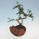 Kokedama