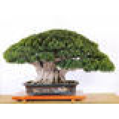 crassula hobbit bonsai Crassula Hobbit Bonsai cm. 25 – Floricoltura Lampugnani main image 0