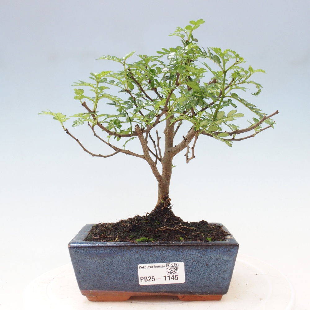 Indoor bonsai - Zantoxylum piperitum - Peppermint