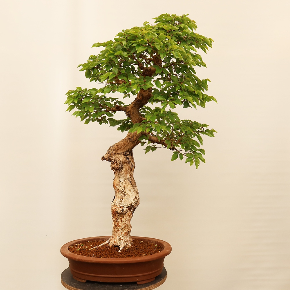 Outdoor bonsai - Carpinus Coreana - Korean hornbeam