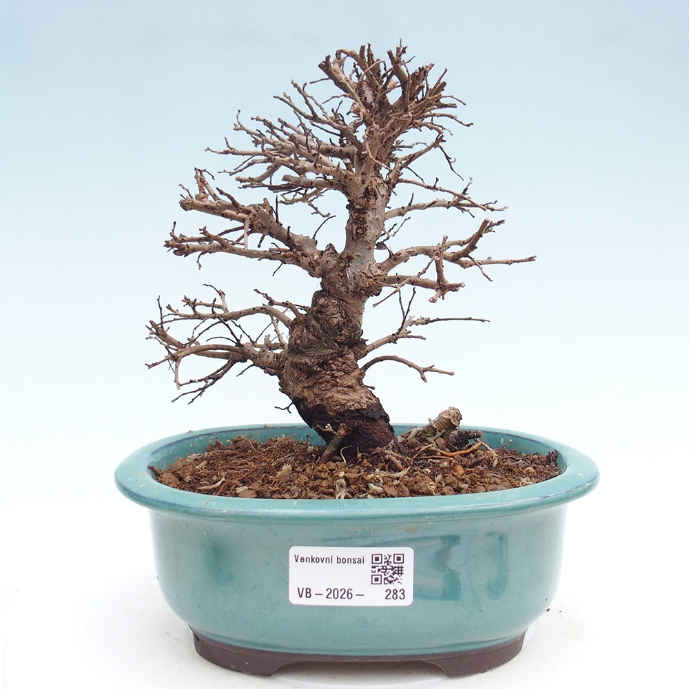 Outdoor bonsai - Zelkova - Zelkova NIRE