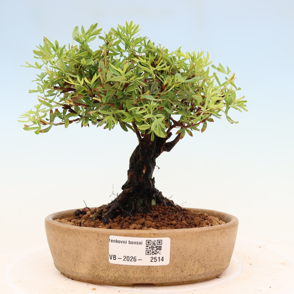Outdoor bonsai - Potentila fruticosa