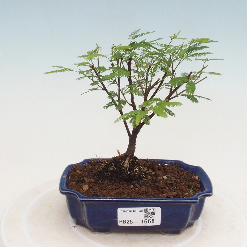 Room bonsai-Calliandra surinamensis Dixie Pink -Kaliandra of Suria