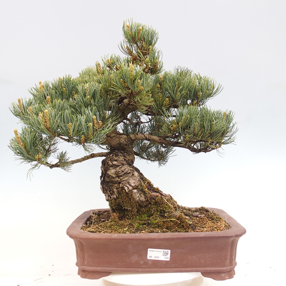 Outdoor bonsai - Pinus parviflora - Pinus parviflora