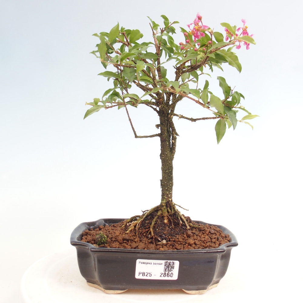 Room bonsai - Malpighia coccigera- Barbdorian cherry