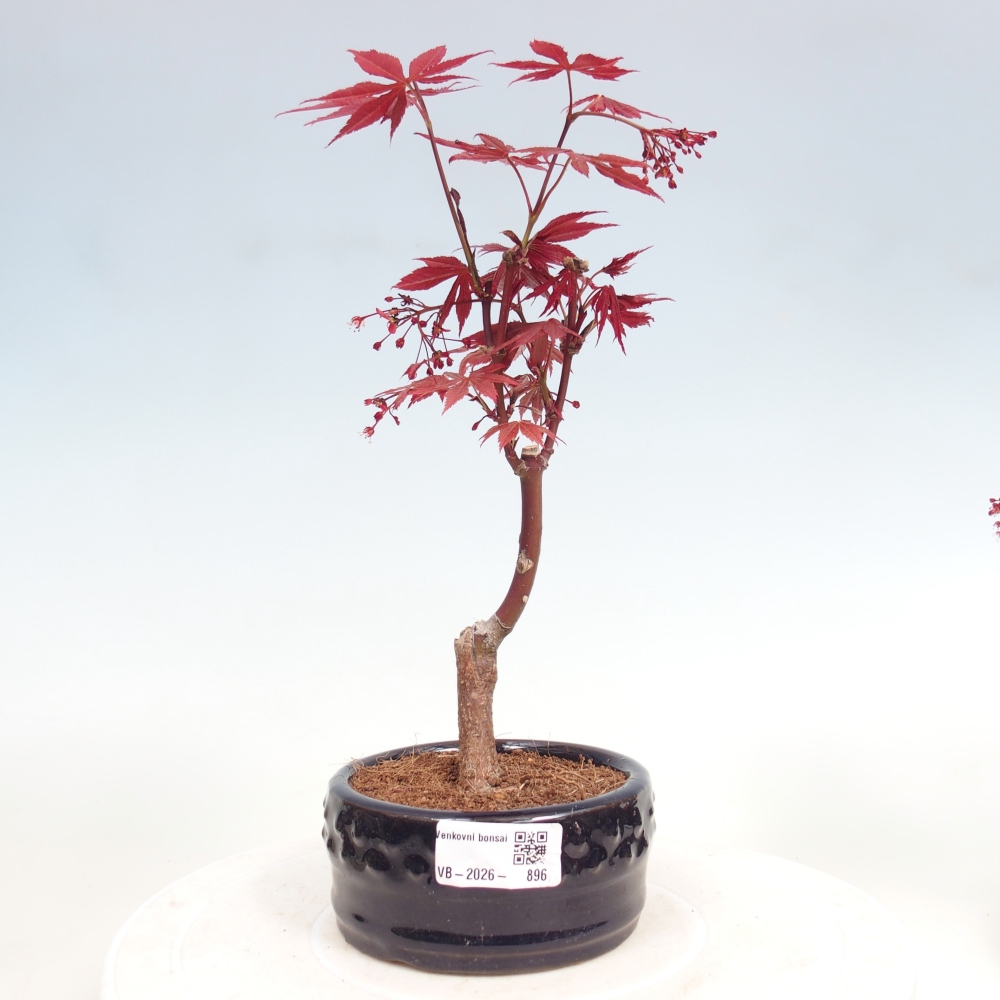 Outdoor bonsai - Acer palm. Atropurpureum-Javor palmate