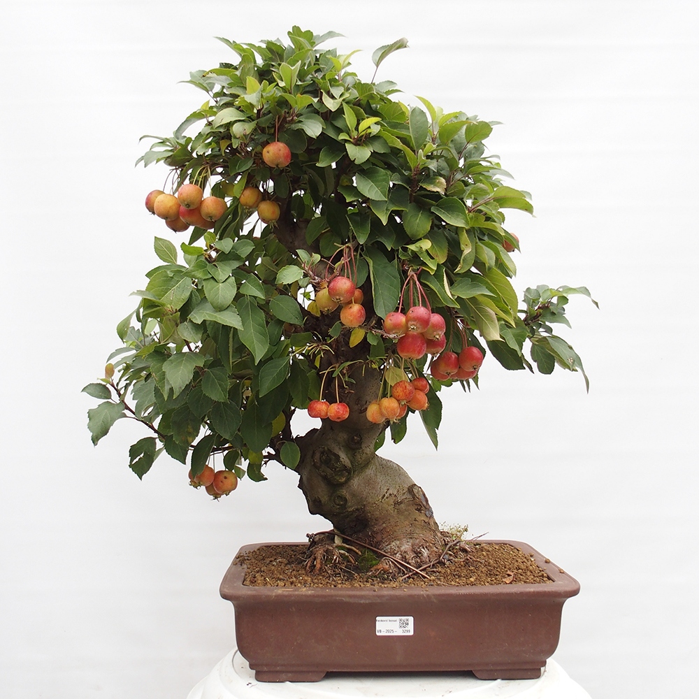 Outdoor bonsai - Malus halliana - Small-fruited apple tree