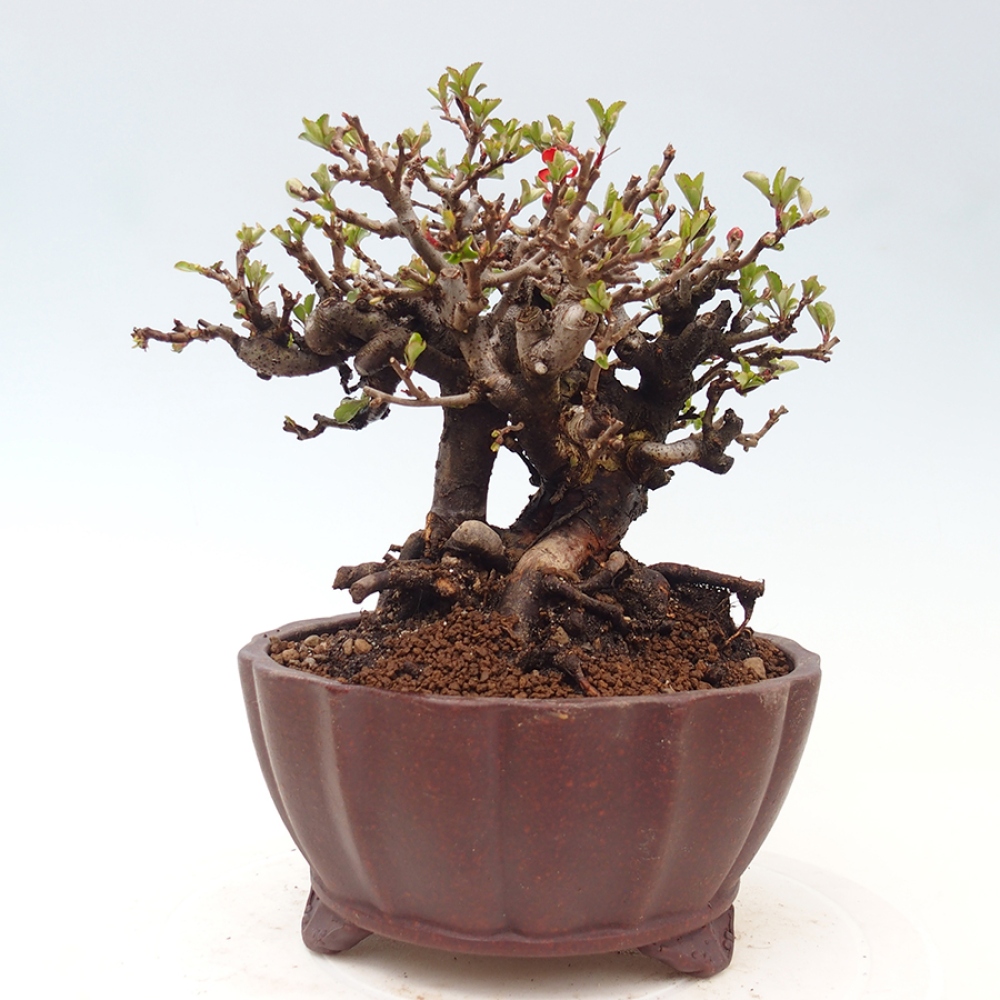 Outdoor bonsai - Chaneomeles speciosa - Quince