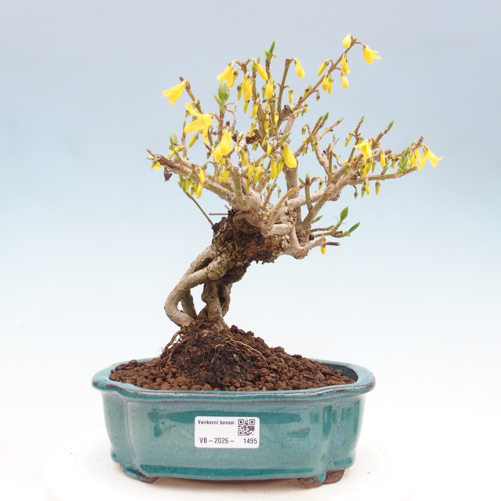 Outdoor bonsai - Zlatice - Forsythia koreana