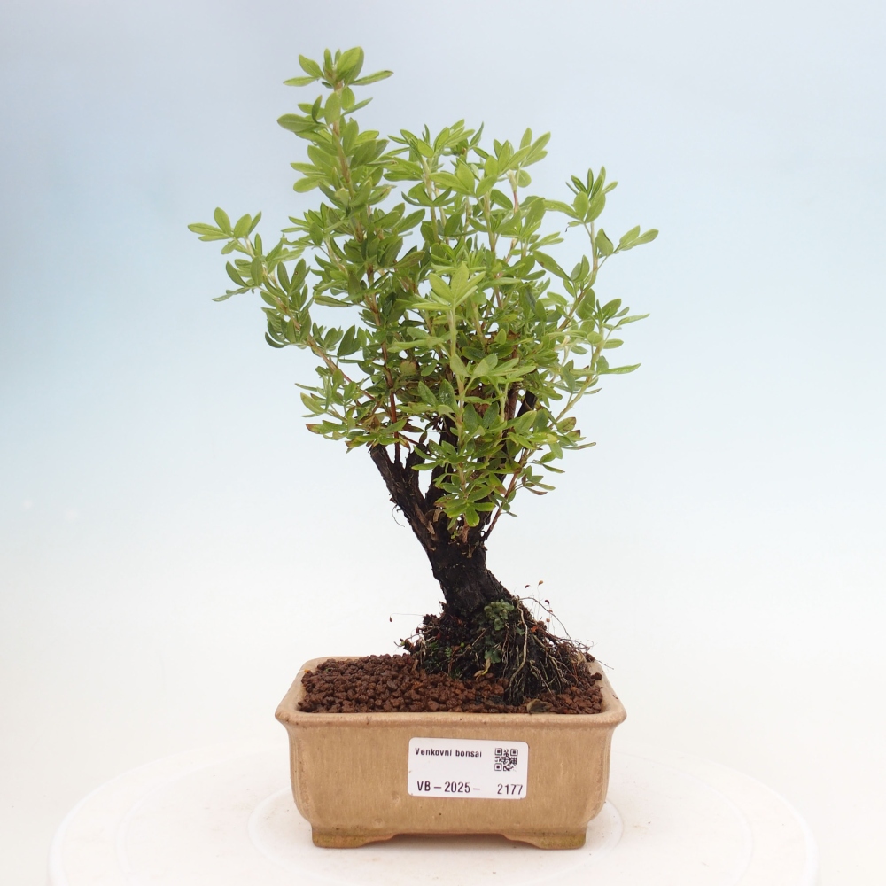 Outdoor bonsai-Cinquefoil - Potentila fruticosa yellow Bird