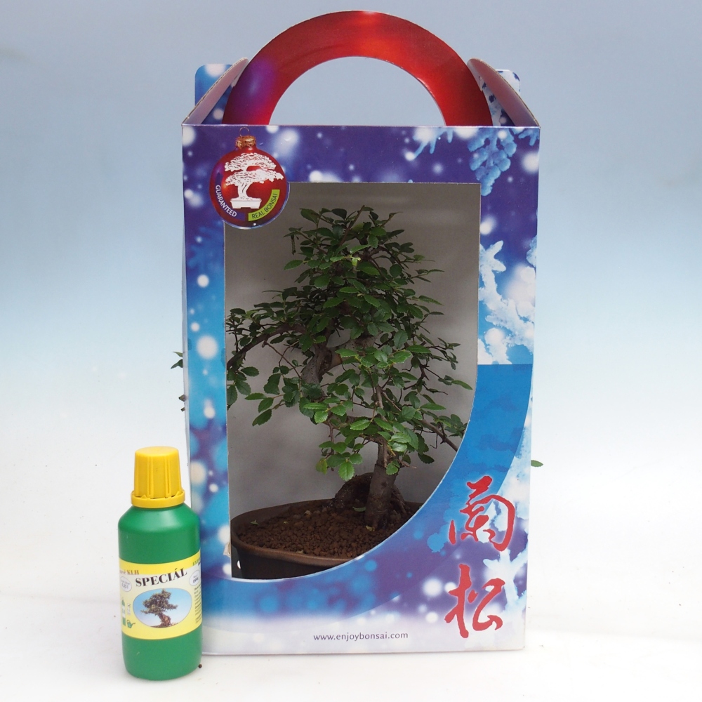 Ulmus parvifolia - Chinese elm