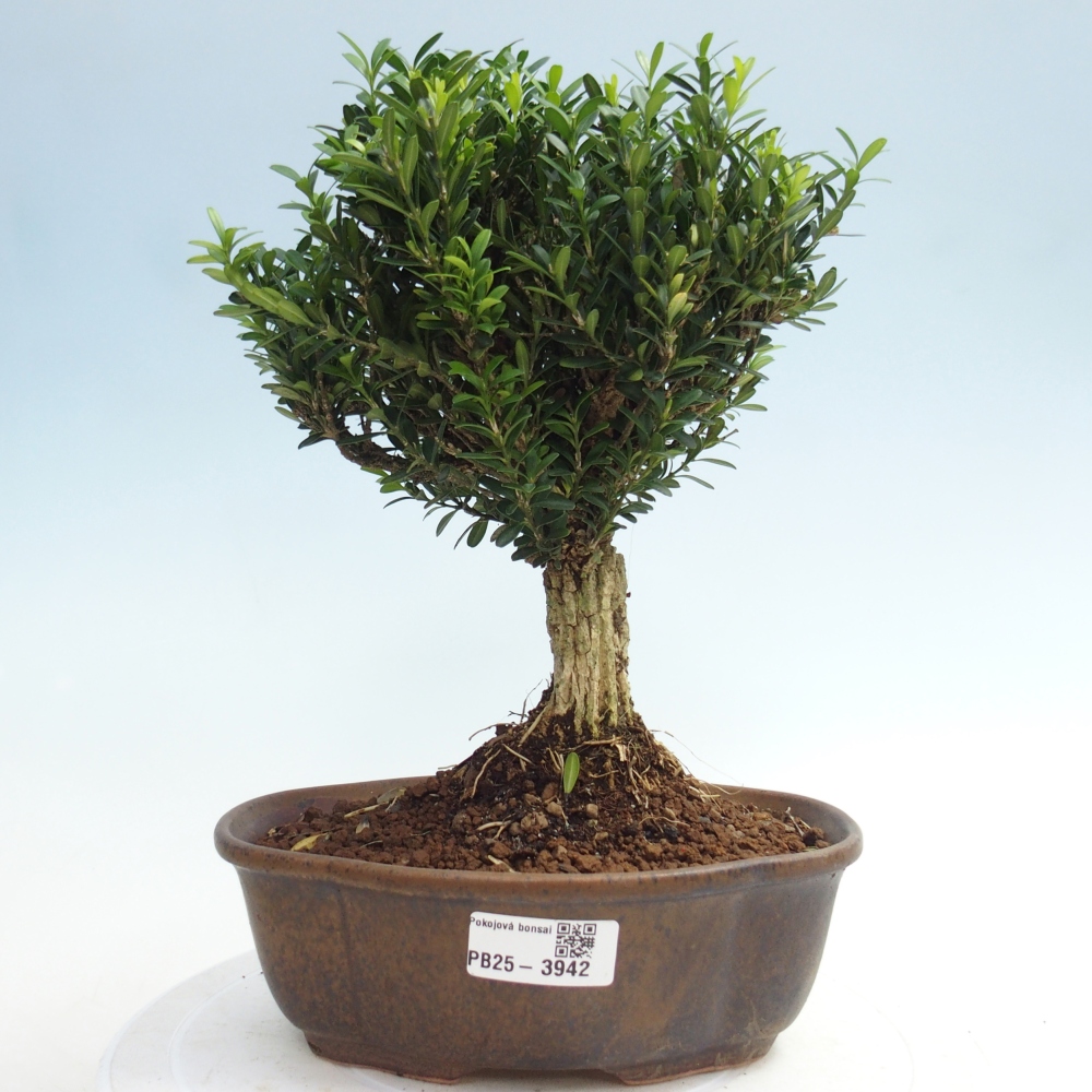 Room bonsai - Buxus harlandii - cork buxus