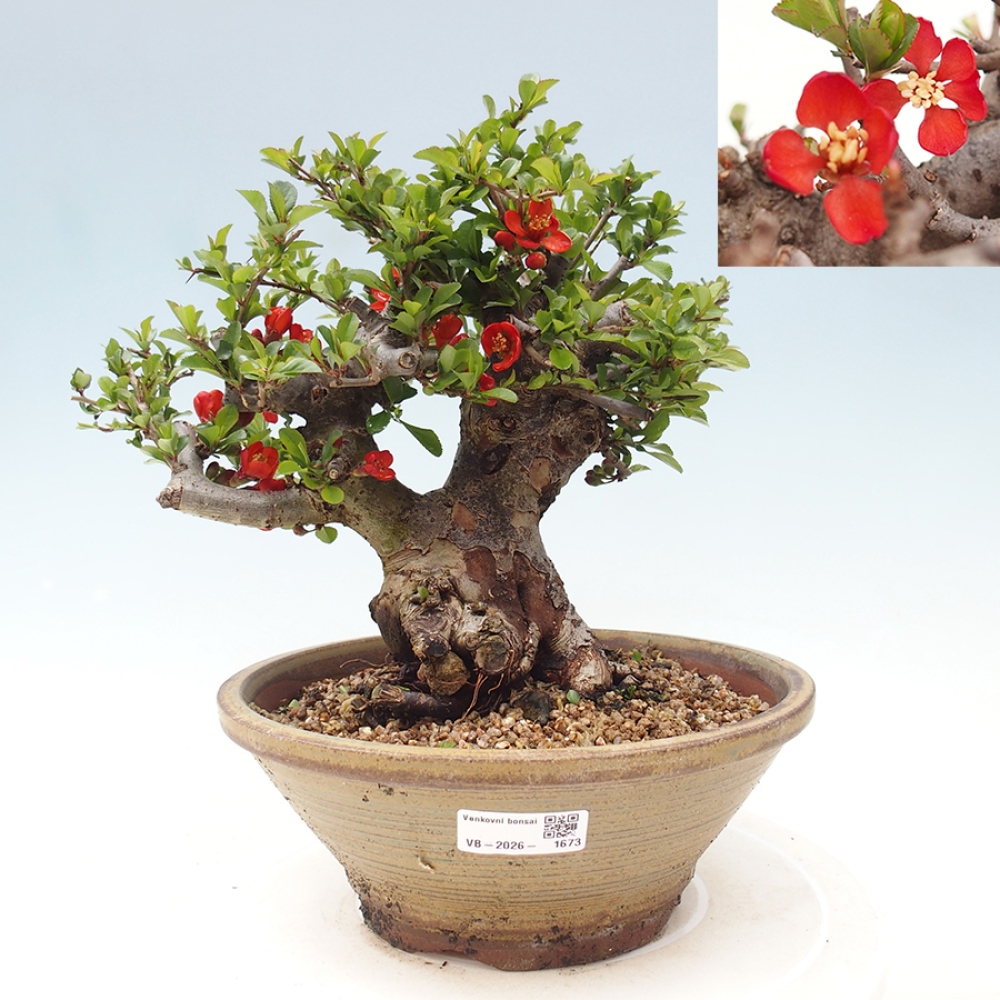 Outdoor bonsai - Chaneomeles speciosa - Quince