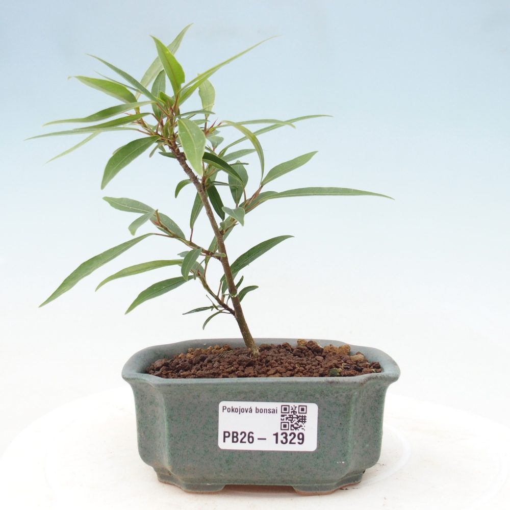 Room bonsai - Ficus nerifolia - small-leaved ficus