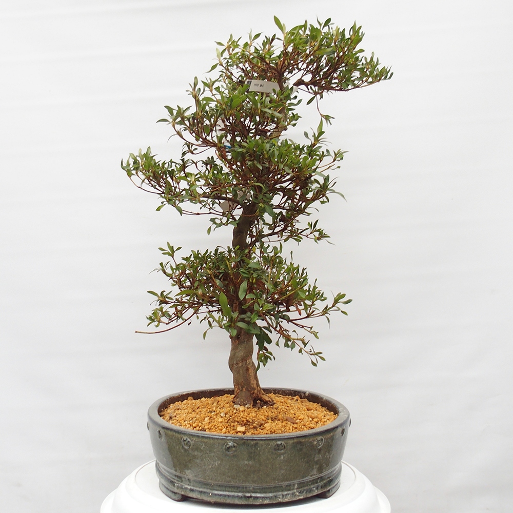 Outdoor bonsai - Japanese azalea - Azalea CHIHIRO