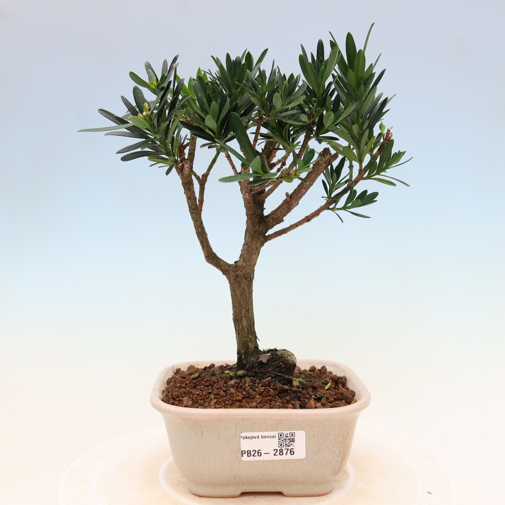 Room bonsai - Podocarpus - Stone Yew