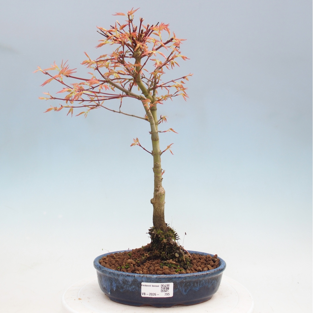 Norway maple - Acer palmatum Beni Tsukasa