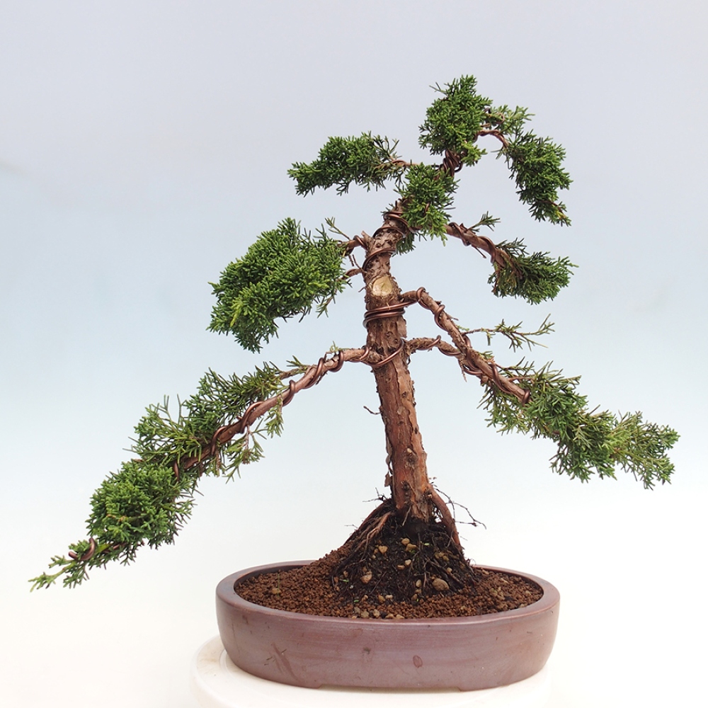 Outdoor bonsai - Juniperus chinensis Kishu - Chinese juniper