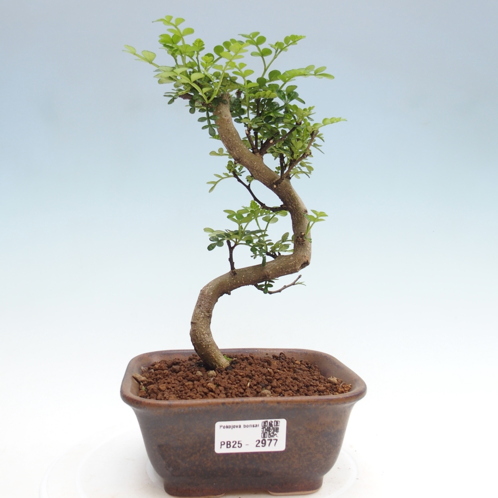 Indoor bonsai - Zantoxylum piperitum - Peppermint