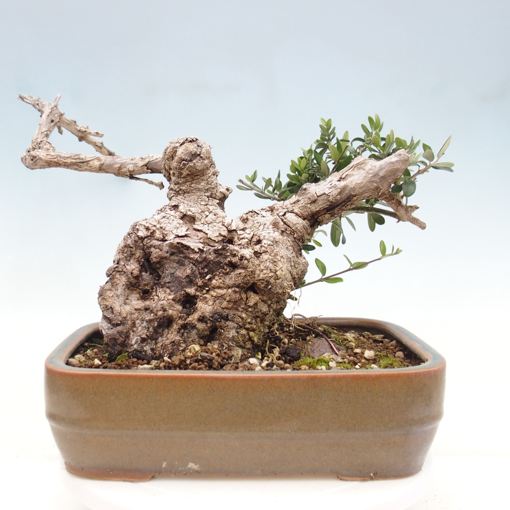Indoor bonsai - Olea europaea sylvestris - European small-leaved olive oil