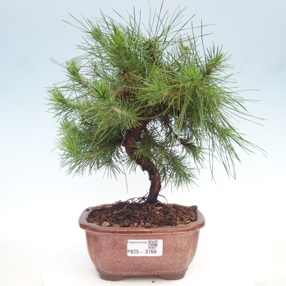 Room bonsai-Pinus halepensis-Pine of Aleppo