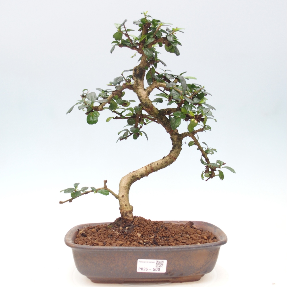 Room bonsai - Carmona macrophylla - Tea fuki