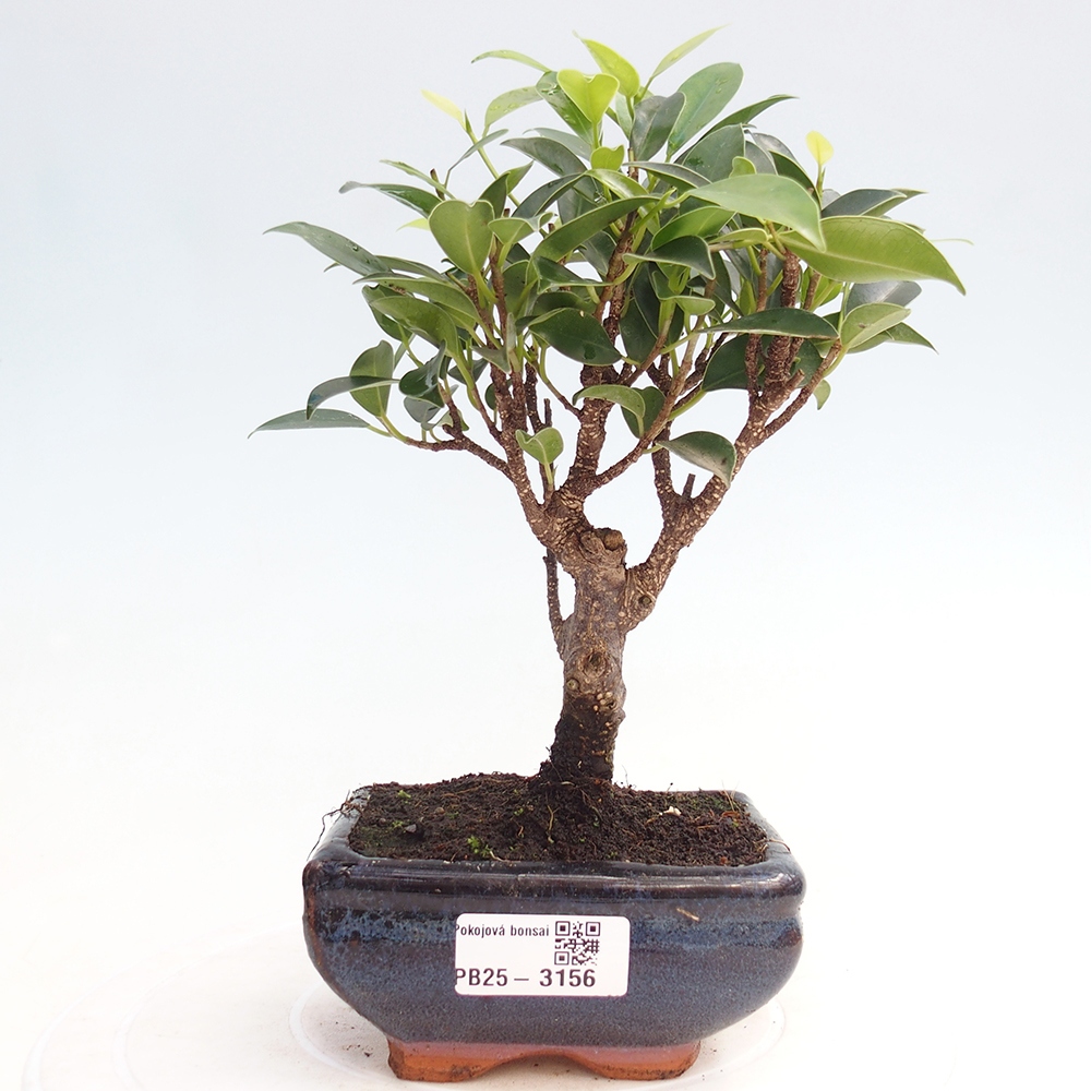 Room bonsai Ficus retusa kimmen