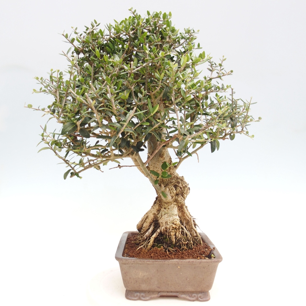 Indoor bonsai - Olea europaea sylvestris - European small-leaved olive oil