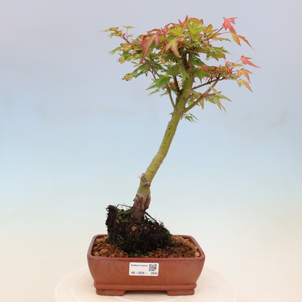Norway maple - Acer palmatum Beni Tsukasa