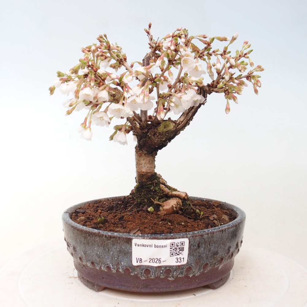 Outdoor bonsai - Prunus incisa Kojou-no mai-Plivon cut out