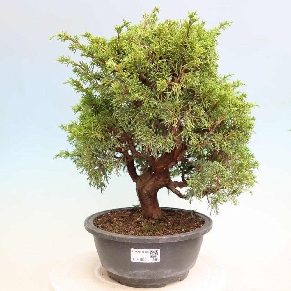 Outdoor Bonsai - Juniperus chinensis Itoigawa - Chinese Juniper