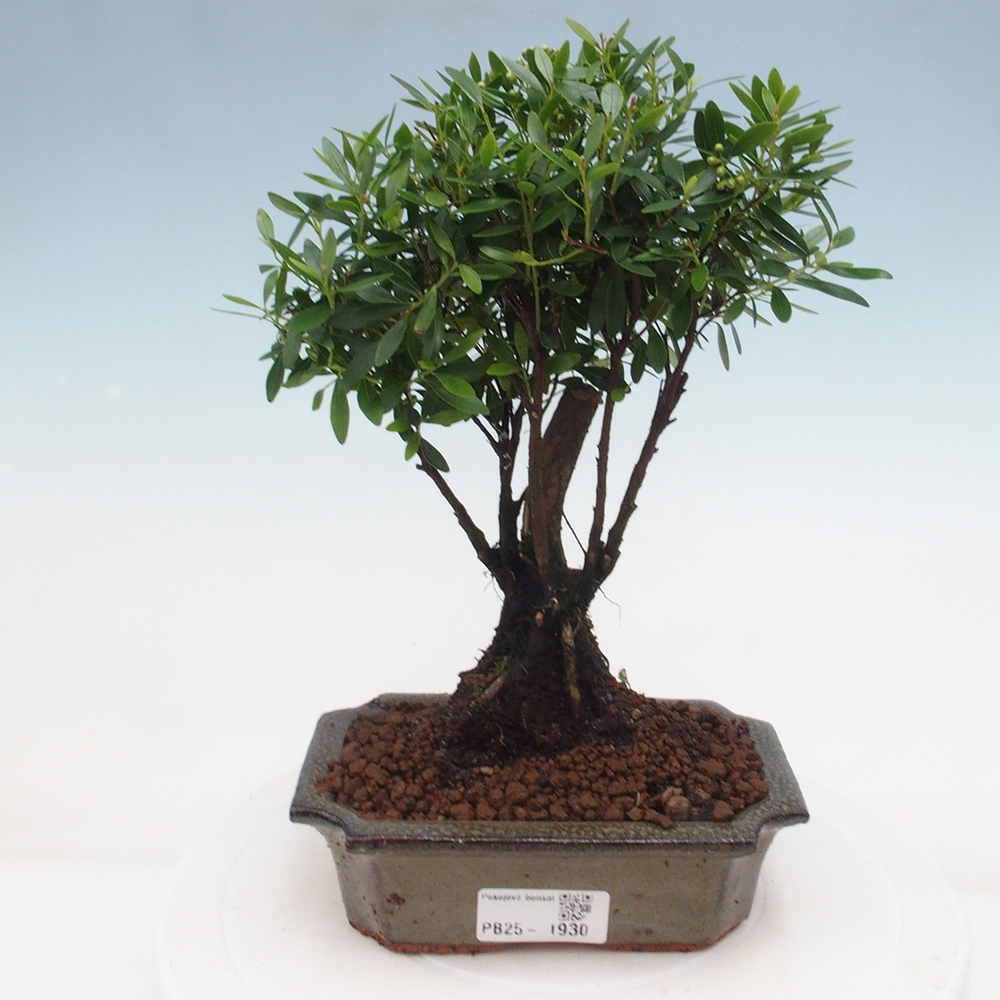 Room bonsai - Syzygium - Pimentovník