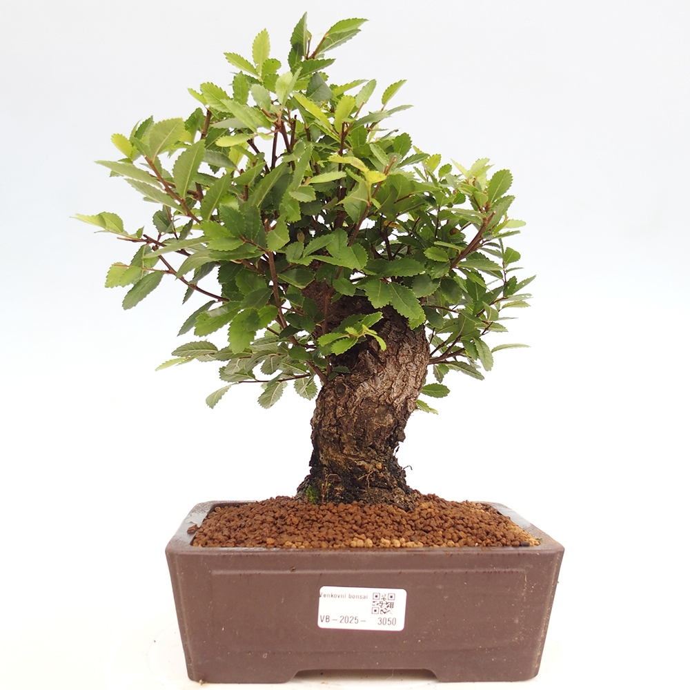 Outdoor bonsai - Zelkova - Zelkova serrata