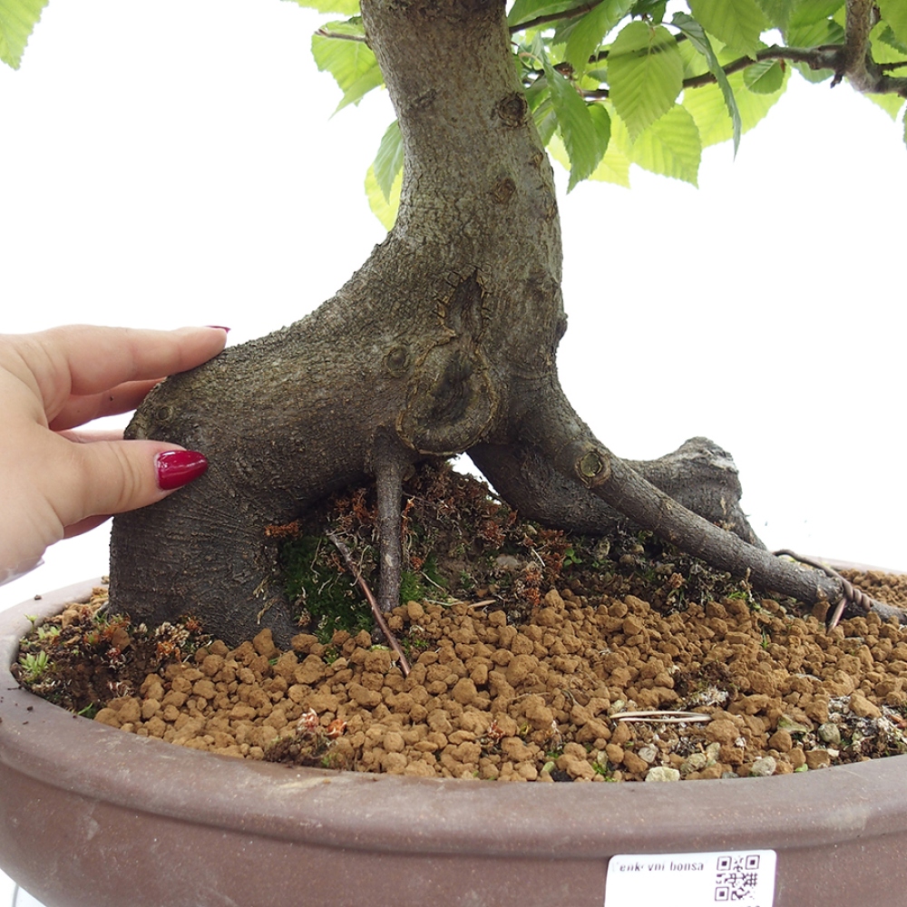 Outdoor bonsai - Hornbeam - Carpinus betulus