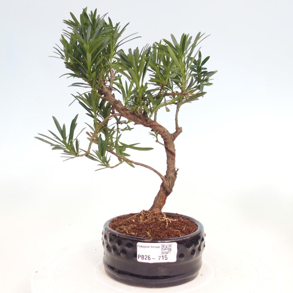 Room bonsai - Podocarpus - Stone Yew