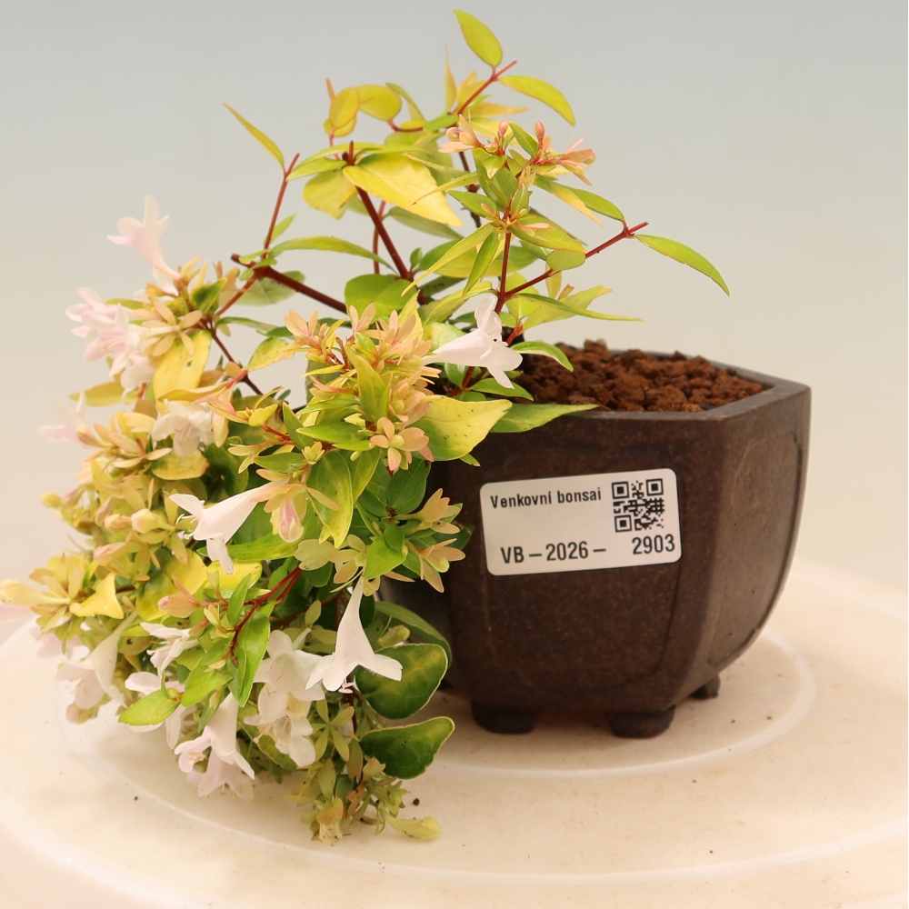 Outdoor Bonsai - Abelia 'Kleidoscope' - Large-flowered Abelia