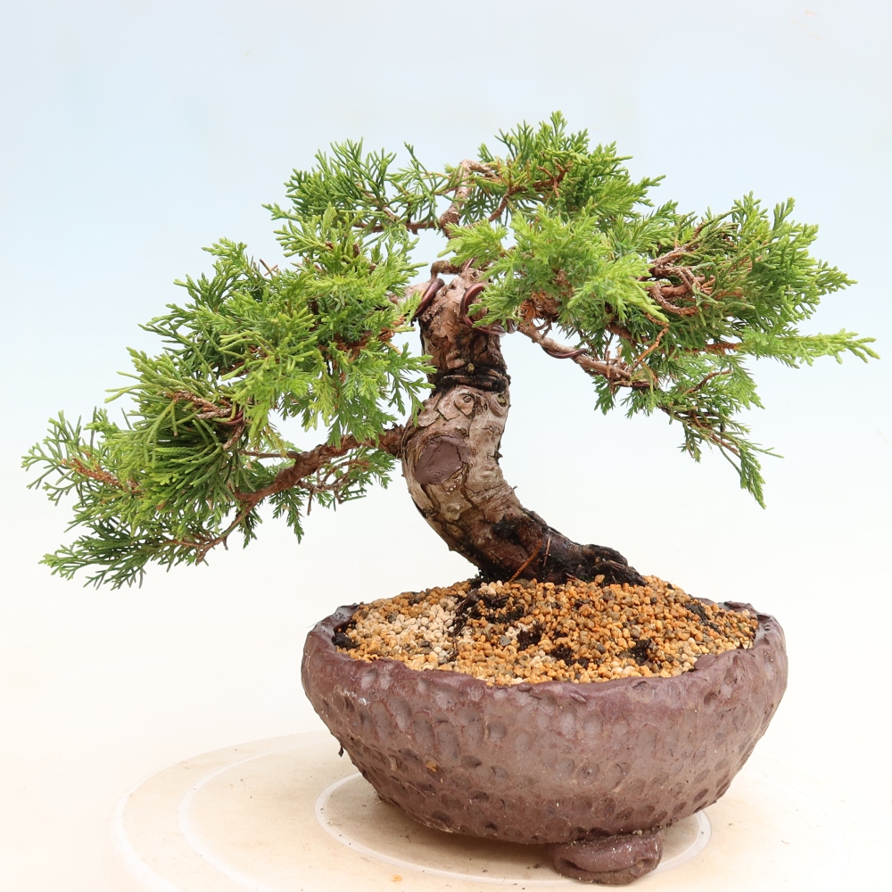 Outdoor Bonsai - Juniperus chinensis Itoigawa - Chinese Juniper