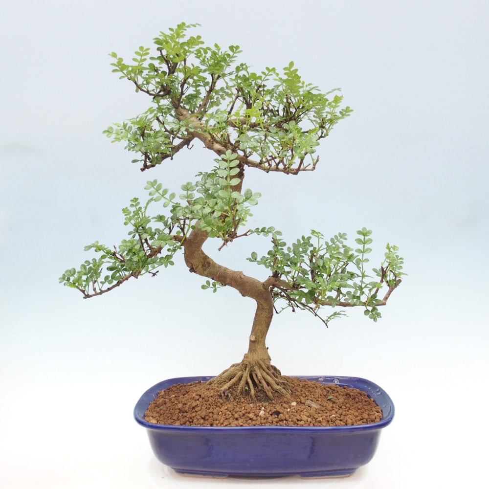 Room bonsai - Zantoxylum piperitum - pepper tree