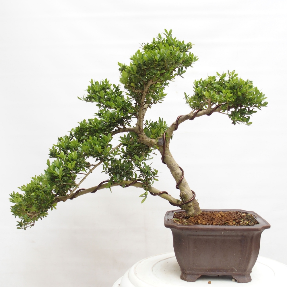 Indoor bonsai - Ilex crenata - Holly