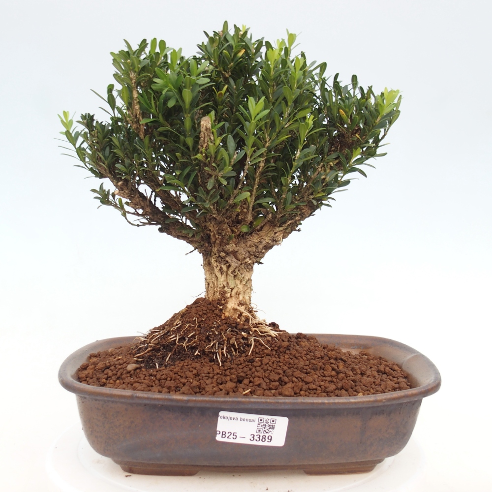 Room bonsai - Buxus harlandii - cork buxus