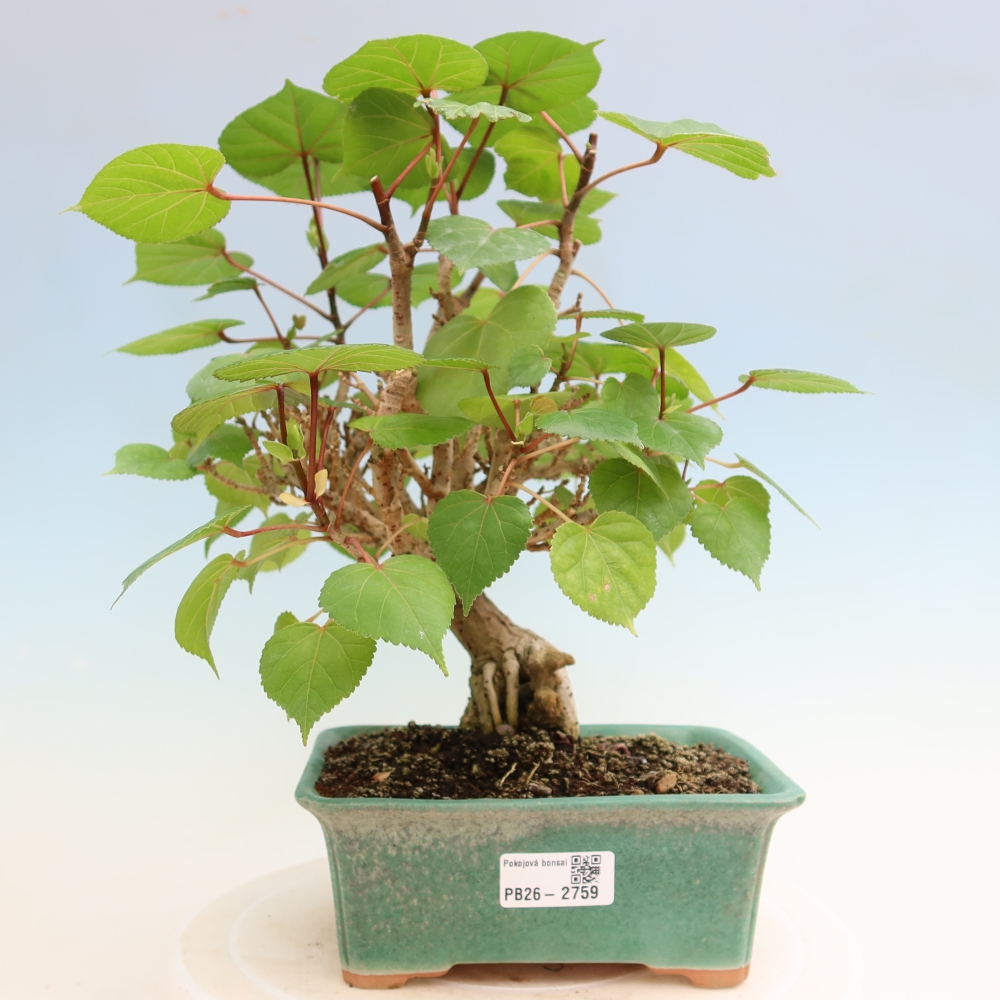 Indoor bonsai - Hibiscus tiliaceus - Sea Hibiscus