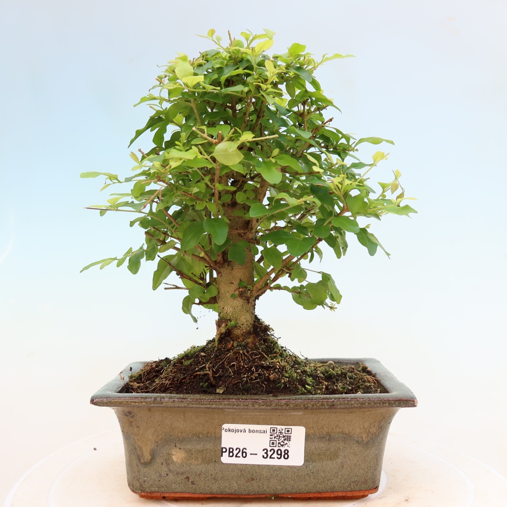 Room bonsai -Ligustrum chinensis - Birds Beak