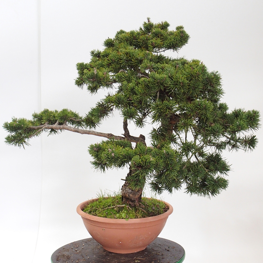 Yamadori - Pinus sylvestris Spain