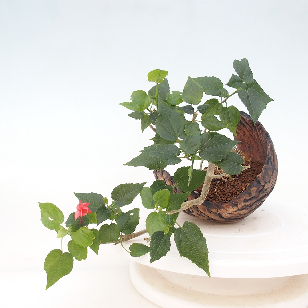 Indoor bonsai - Malvaviscus arboreus