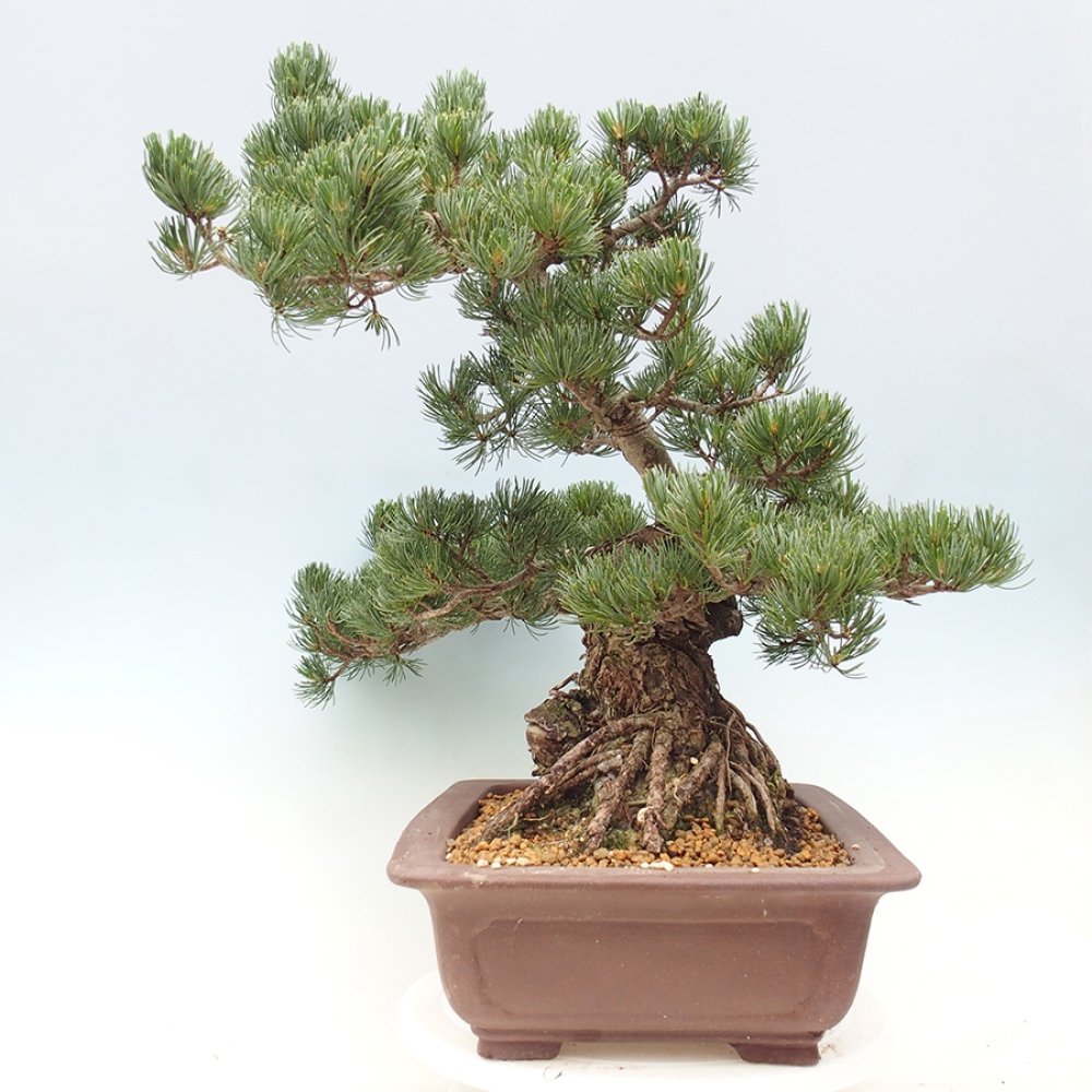Outdoor bonsai - Pinus parviflora - Pinus parviflora