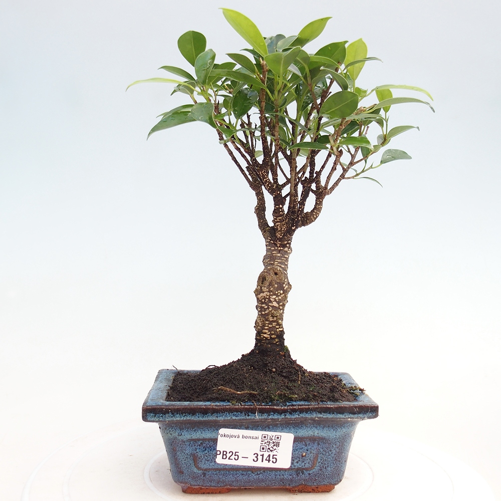 Room bonsai Ficus retusa kimmen