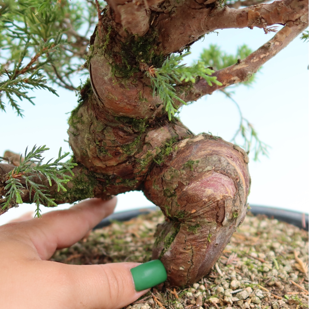Outdoor Bonsai - Juniperus chinensis Itoigawa - Chinese Juniper